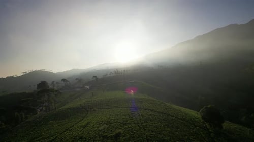 Sunrise tea plantation