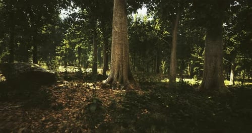 Lush Forest Landscape with Sunlight Filtering Through Tall Trees in Nature