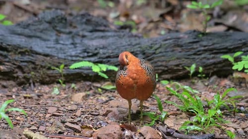 Preening its front feathers and then steps forward to feed on the forest ground, Ferruginous Partrid