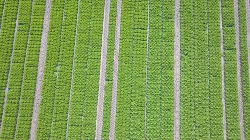 aerial images of a field of lettuce cultivation in Spain Europe drone green vegetables