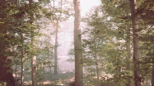 Panoramic View of the Majestic Evergreen Forest in a Morning Fog
