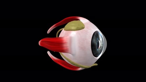 Human Eyeball Anatomy Rotation 3D Animation
