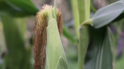 Growing corn. Close-up.