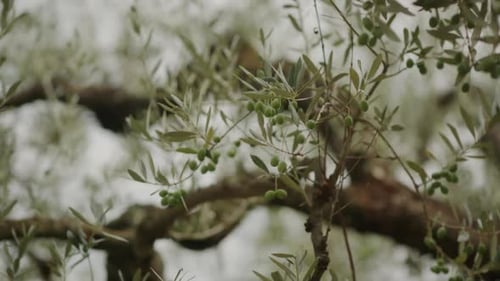 Still frame olive tree's field. Italy