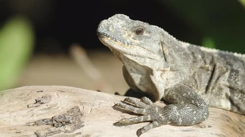 Iguana Close Up on Tree