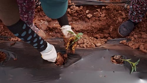 Seedling Planting And Soil Preparation