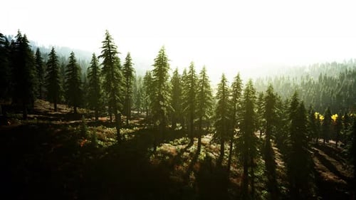 Misty Mountain Forest Landscape in the Morning