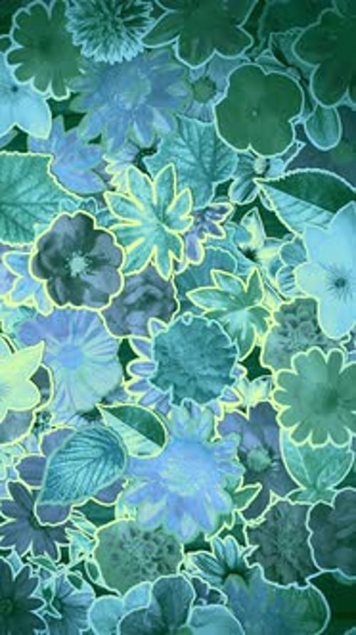 Decorative Flowers and Leaves Blooming Nature Animation