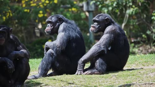 Chimpanzees Sitting and Interacting in Zoo Enclosure