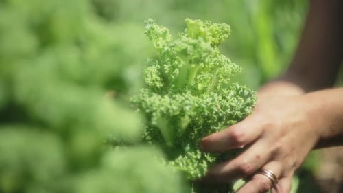 Mains de femme cueillant du chou frisé frais dans un jardin biologique