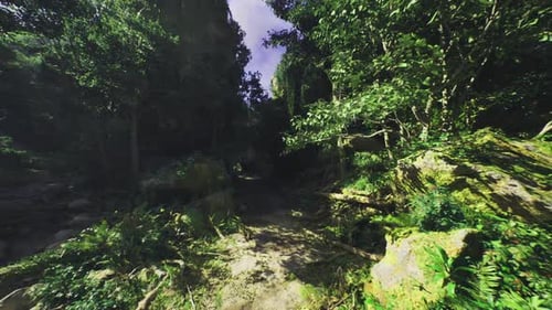 Rich Foliage with Lively Water Sunlit Ripples and Lush Green Surroundings