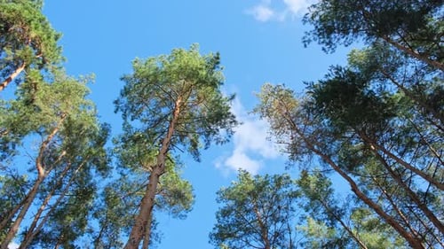 Tall pines trees grow in the forest, look up through the trees at the blue sky