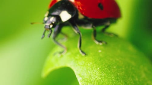 Ladybug in the Green Grass in the Forest