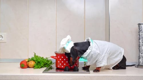 Dachshund Dog Dressed as Chef in Kitchen