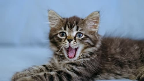 Beautiful Tabby Cat Pet is Resting in the Room Stay at Home