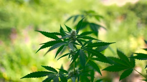 Grüne Cannabispflanze. Marihuana, THC-Medikament, Blütenblätter, die sich im Sonnenlicht im Wind bewegen. Nahaufnahme