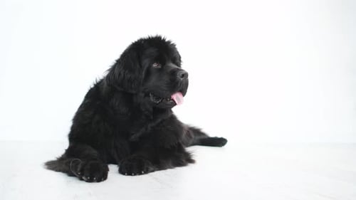 Fluffy Newfoundland Dog Laying Down Inside