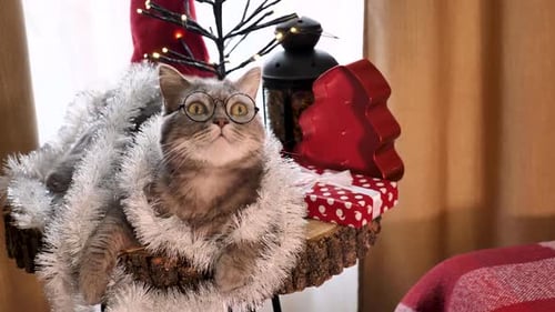 Mein richtiger Urlaub mit Katze an Weihnachten und Neujahr