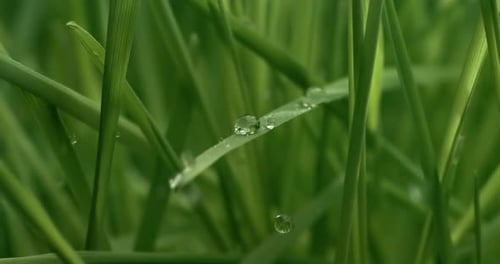 Green grass close-up raindrops slowly falling on the grass.