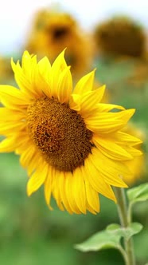 Colorful bright sunflower in bloom. Close up. Blossoming field of seed crops at daytime.