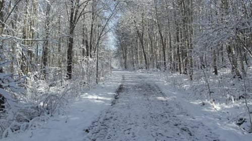 Snow-Covered Road Between Dense Trees During Winter. Dolly Shot