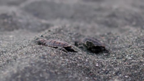 Zwei kleine Karettschildkröten krabbeln am Strand