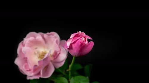 Time Lapse of Pink Flower Blooming on Black