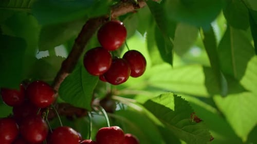 Organic cherry tree branch at farm plantation closeup with red fruit ripening