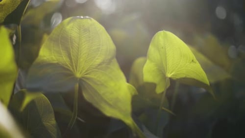 Les grandes feuilles vertes se prélassent au soleil chaud.