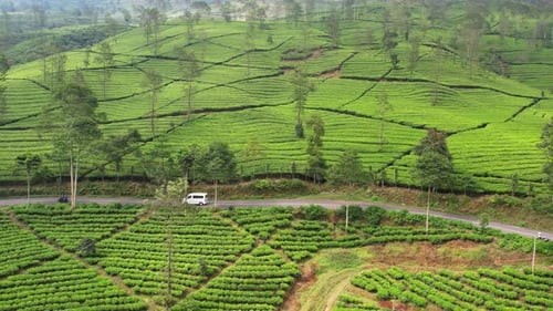 Tea Field Wonosobo