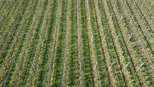 Blooming fruit trees field