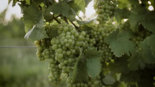 Des raisins sur une vigne filmés au coucher du soleil. Tourné en 4K