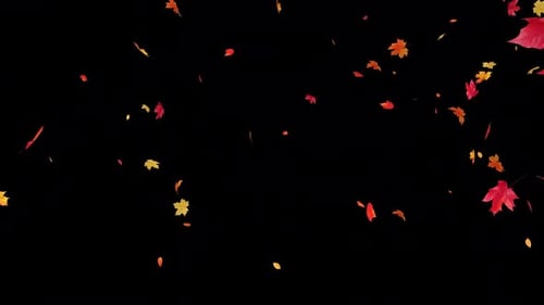 Maple Leaves Falling with Alpha