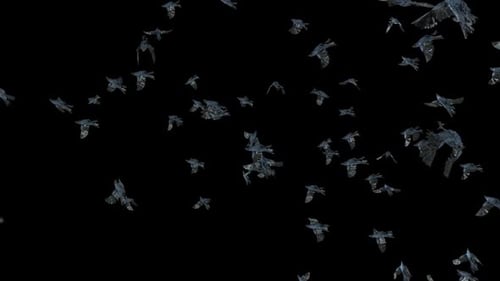 Realistic Flock of Birds Flying Animation