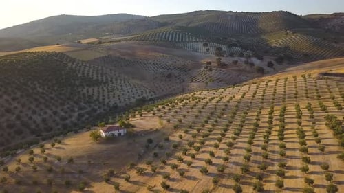 Aerial shot with slow tilt down of a big house surrounded by olive fields during the sunset in the s