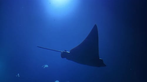 Two large stingrays slowly swim through the blue water of the ocean.