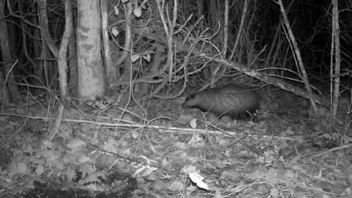 Europäischer Dachs (Meles meles), der nachts im Wald spaziert. Estland.