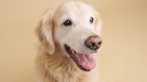Golden Retriever Panting on Beige Background