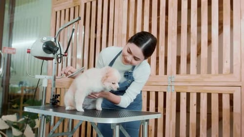 Woman Grooming Fluffy Dog at Pet Salon