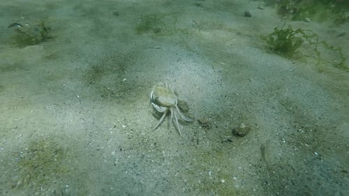 Flying crab runs along sandy sea bottom on bright sunny day
