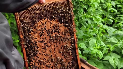 A man holding a beehive full of bees in a field of green plants