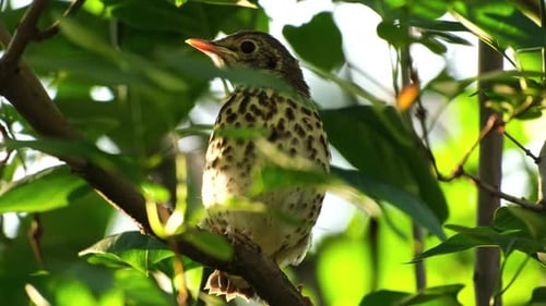 Thrush Chick Sitting on Branch in Pine Forest. Wild Songbird Fledgling Perched