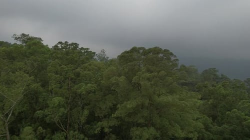 Tropical Forest Aerial View