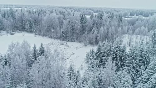 Aerial drone forward moving shot over beautiful snow covered pine and fir forest on a cloudy day. De
