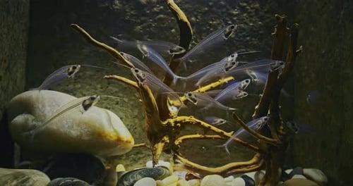 Many Catfishes Float In Aquarium