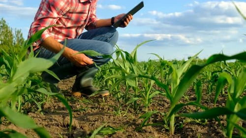 Male Farmer in a Corn Field Selective Focus