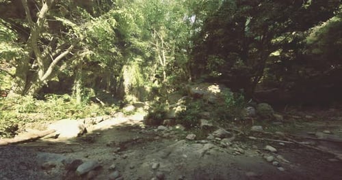Serene Forest Landscape with Flowing Water and Lush Greenery in Daylight
