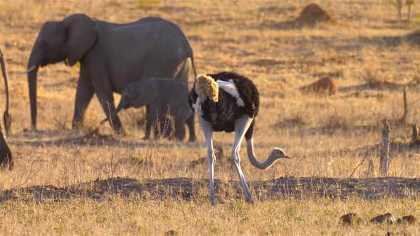 Ostrich and Elephants Walking in the wild, Africa, Nature Stock Footage ...