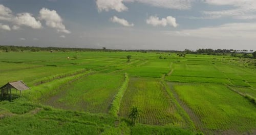 Green rice cultivated fields on windy day, Bali in Indonesia. Aerial forward and space for copy
