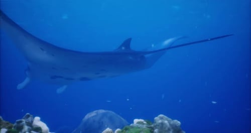 Manta Ray Gliding Gracefully Over Coral Reef in Clear Ocean Waters